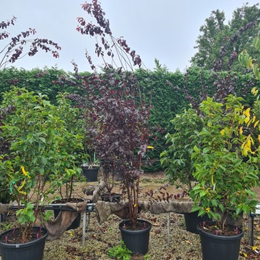 Prunus cerasifera 'Nigra' (Regular 50 litre 250-300 cm Specimen)